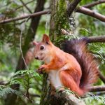 Red Squirrel in Jersey's Woodland Wonders