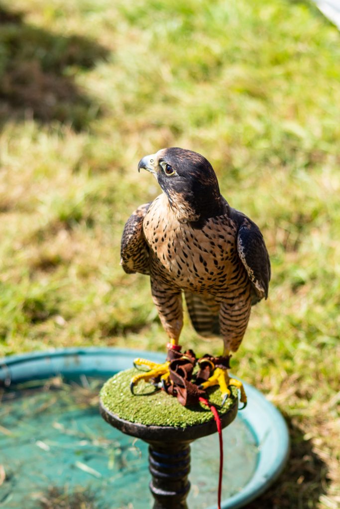 Peregrine Falcon, Island of Guernsey