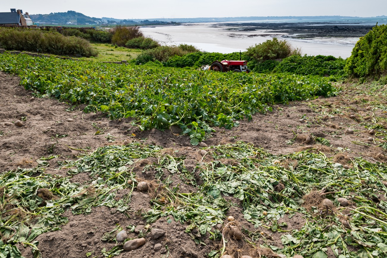 Gardening in Channel Islands