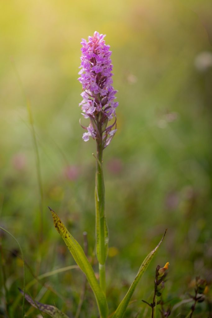 Marsh orchid, Isle of Man