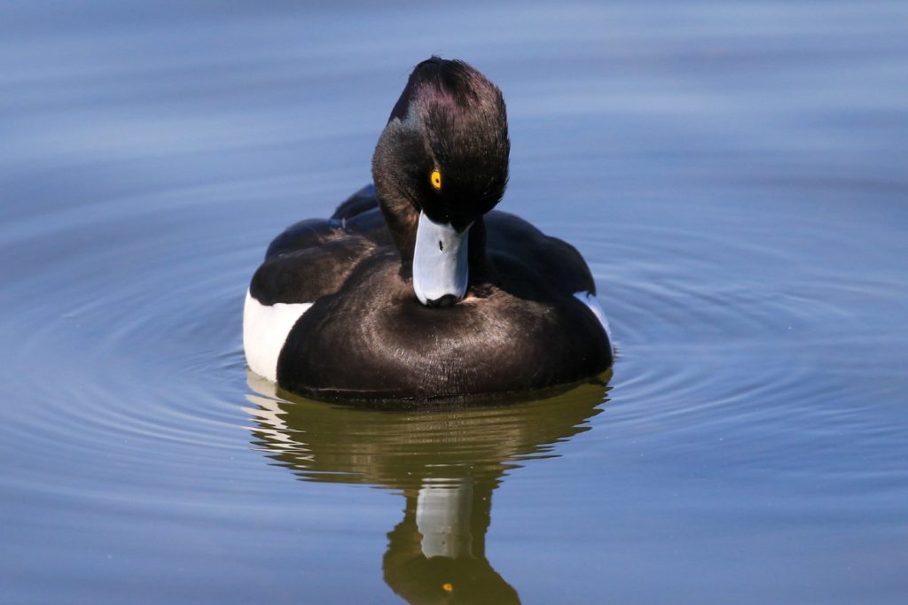 Tufted duck, Isle of Man