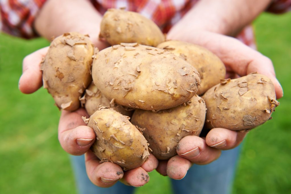Home grown Jersey Royal Potatoes