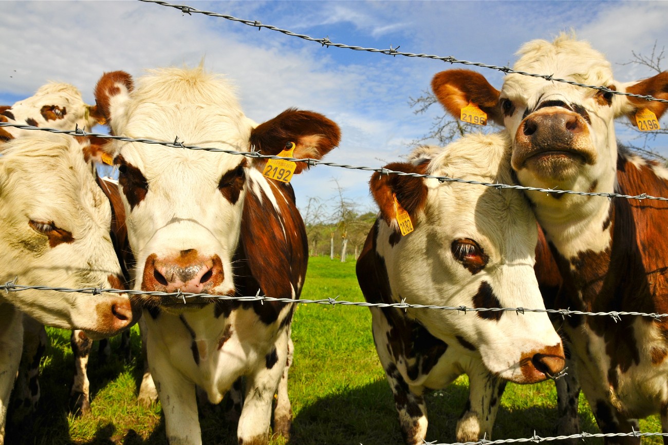 Homesteading in the channel islands