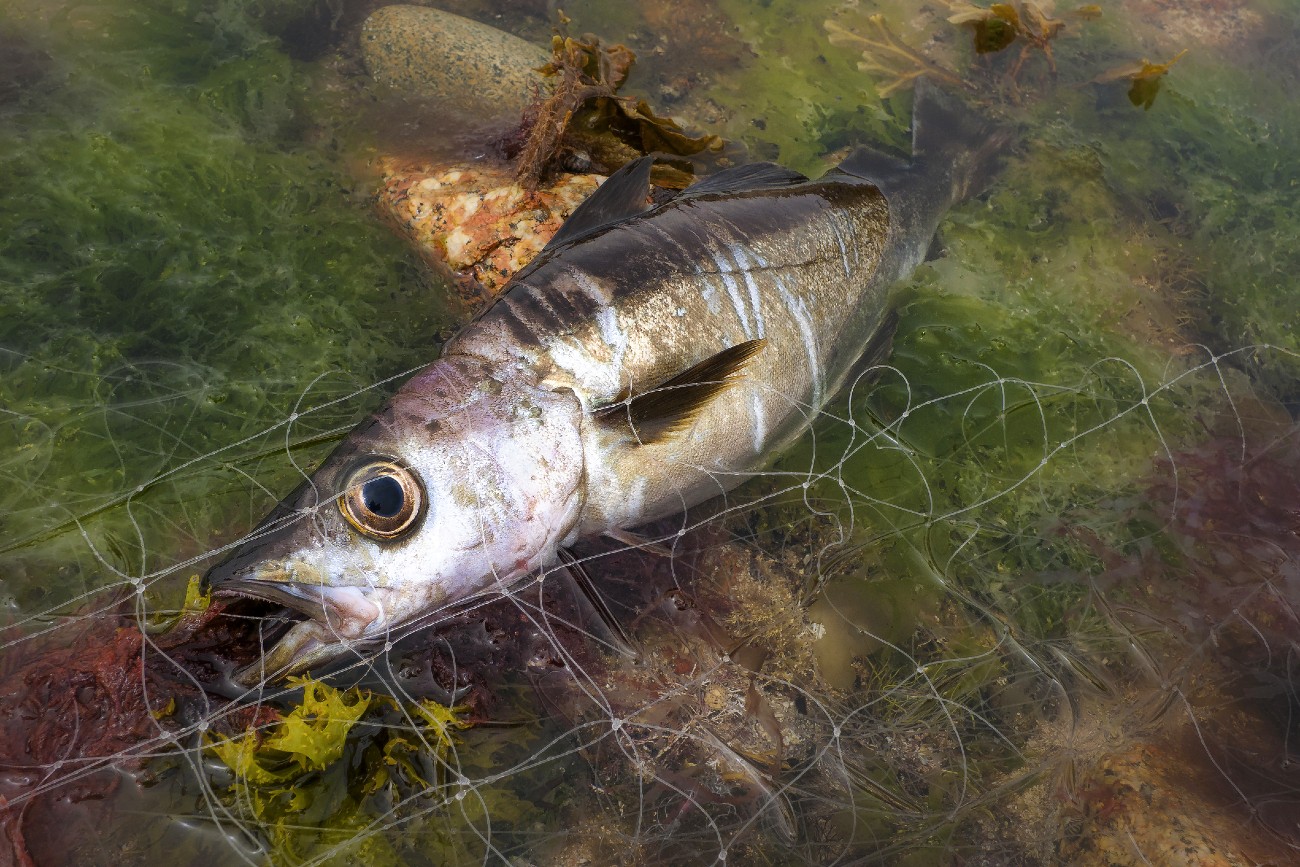 Saltwater Fishing In The Channel Islands