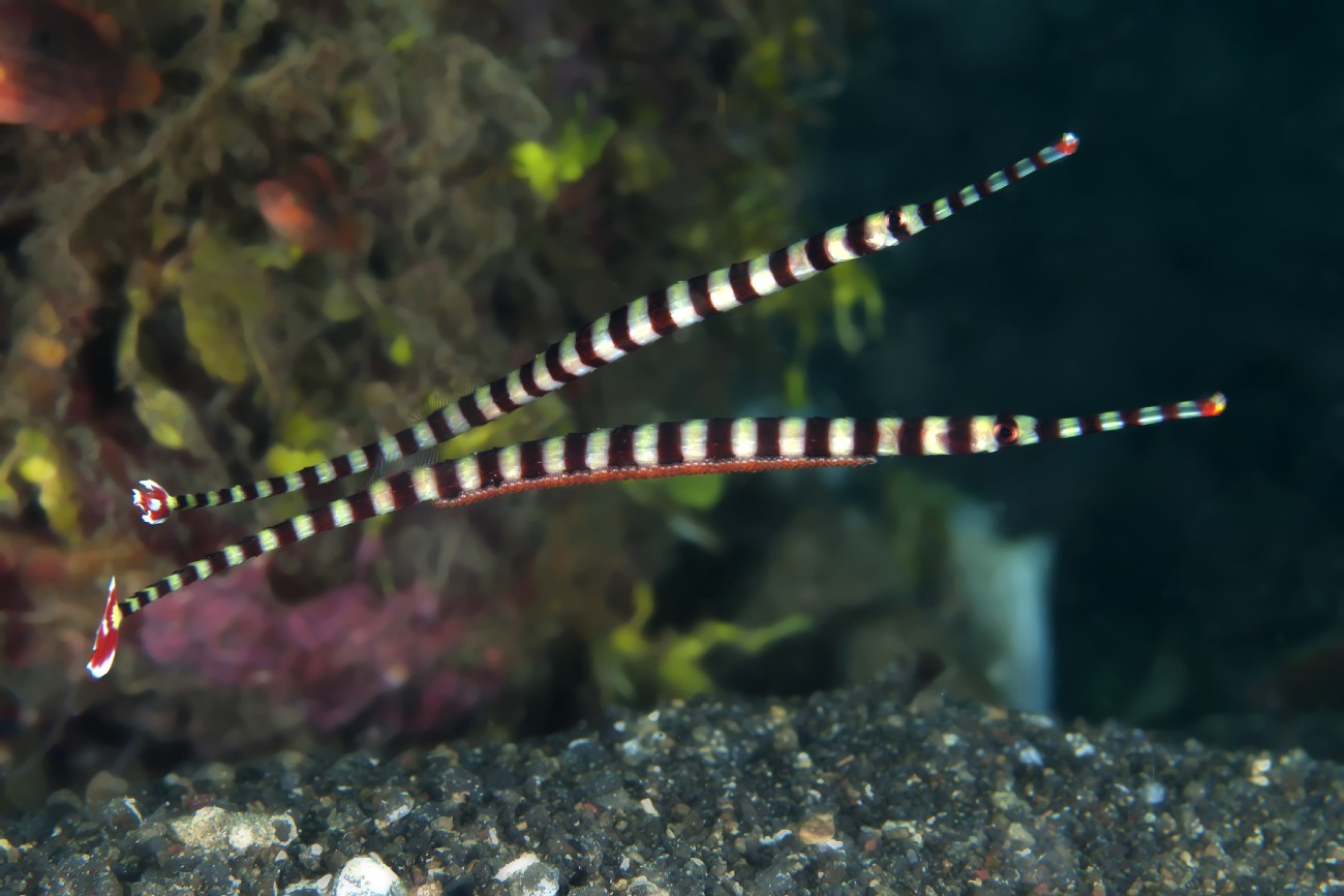 Pipefish, Scuba Diving in Jersey