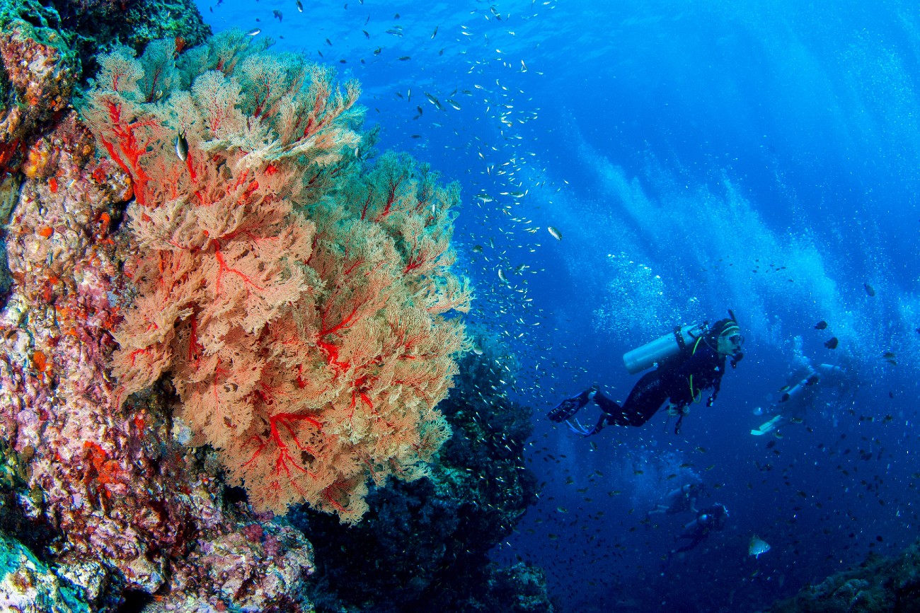 Scuba Diving in Jersey