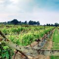 Best winery in Jersey, Channel Islands