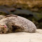 Seal Spotting in Herm