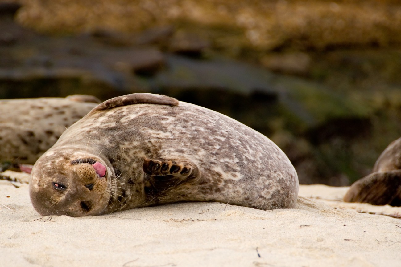 Seal Spotting in Herm