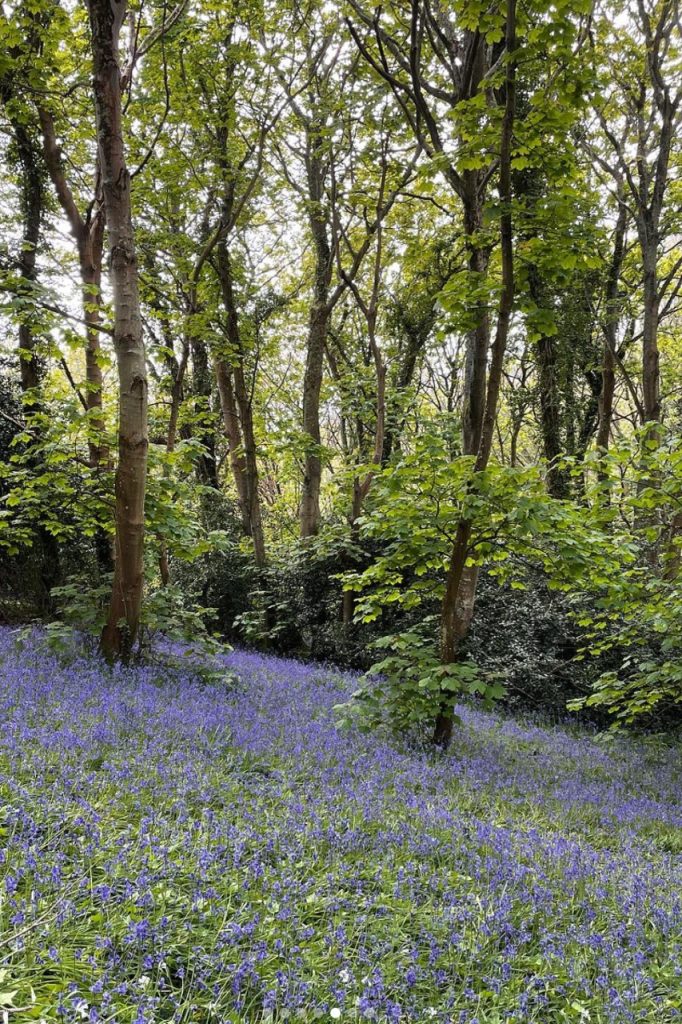 Bluebell Wood - Guernsey