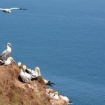 A lovely hike with a view of Alderney's Gannets