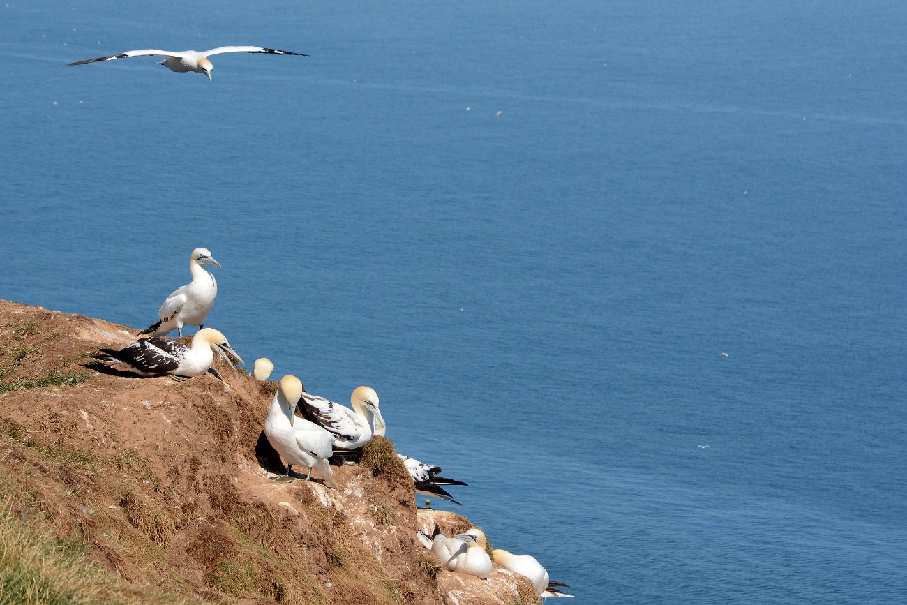 A lovely hike with a view of Alderney's Gannets