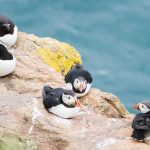 Guide to Viewing Iconic Puffins in the Channel Islands