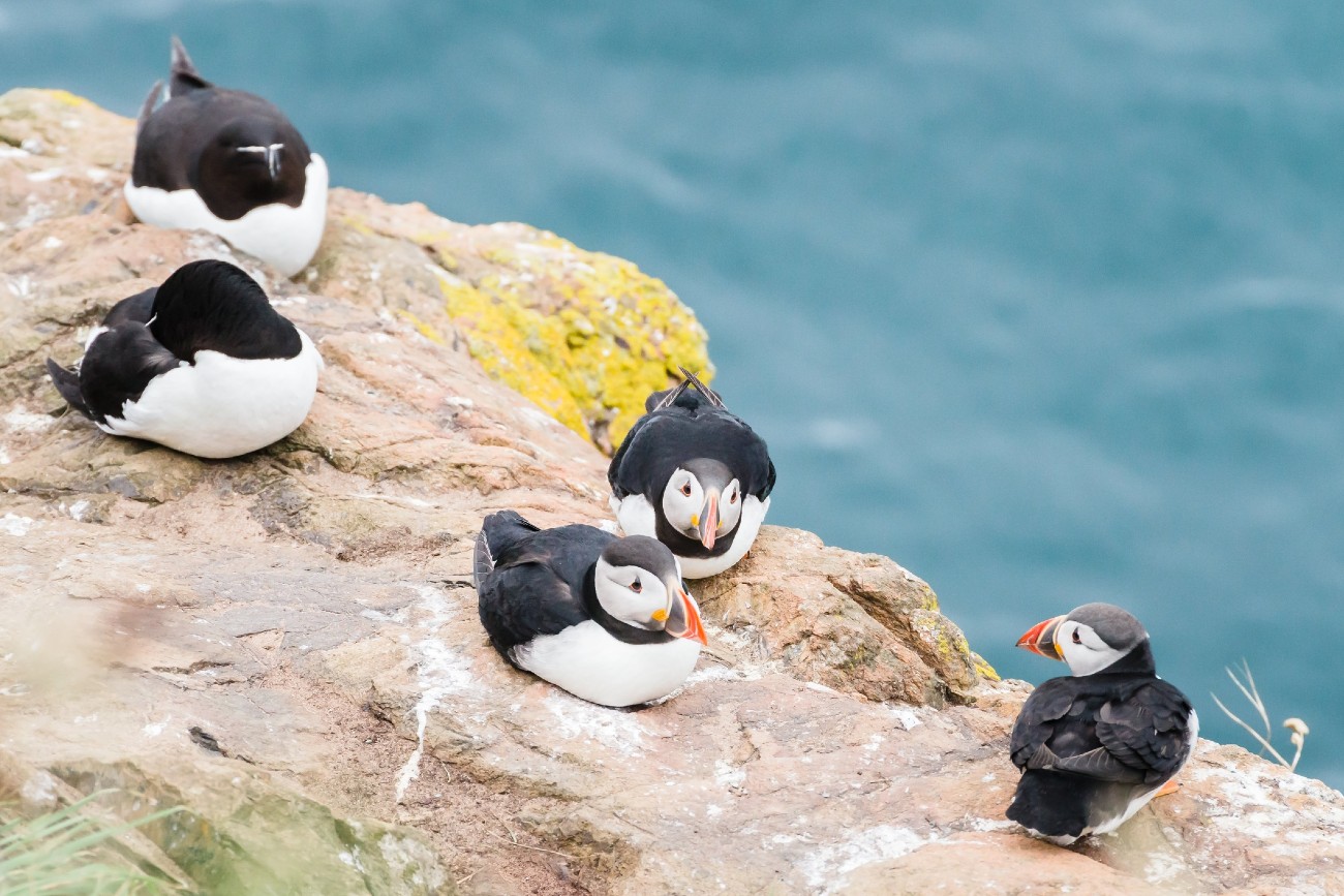 Guide to Viewing Iconic Puffins in the Channel Islands