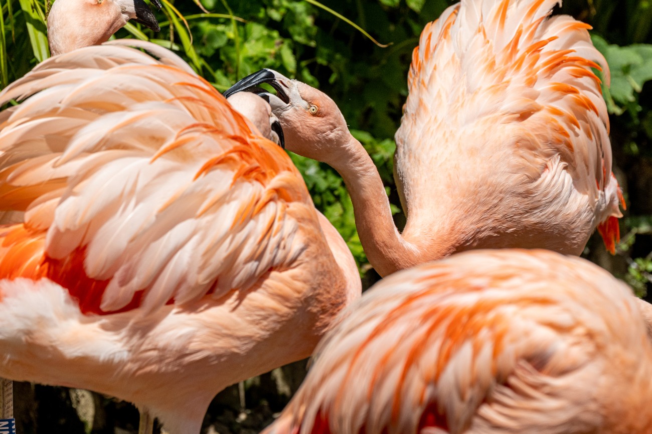 A Chilean flamingo, Phoenicopterus chilensis at Jersey ZOO