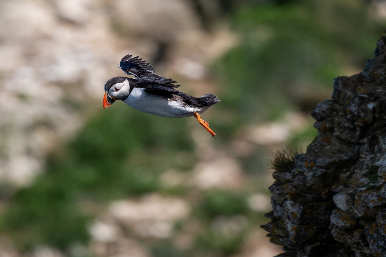 Puffins in the Channel Islands