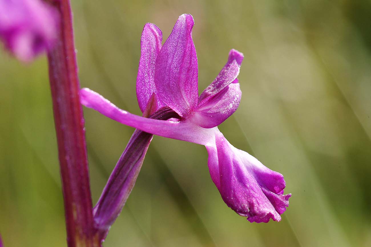 Enchanting Wildflower Walks on the Island of Jersey