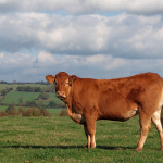 What is special about Guernsey Cows