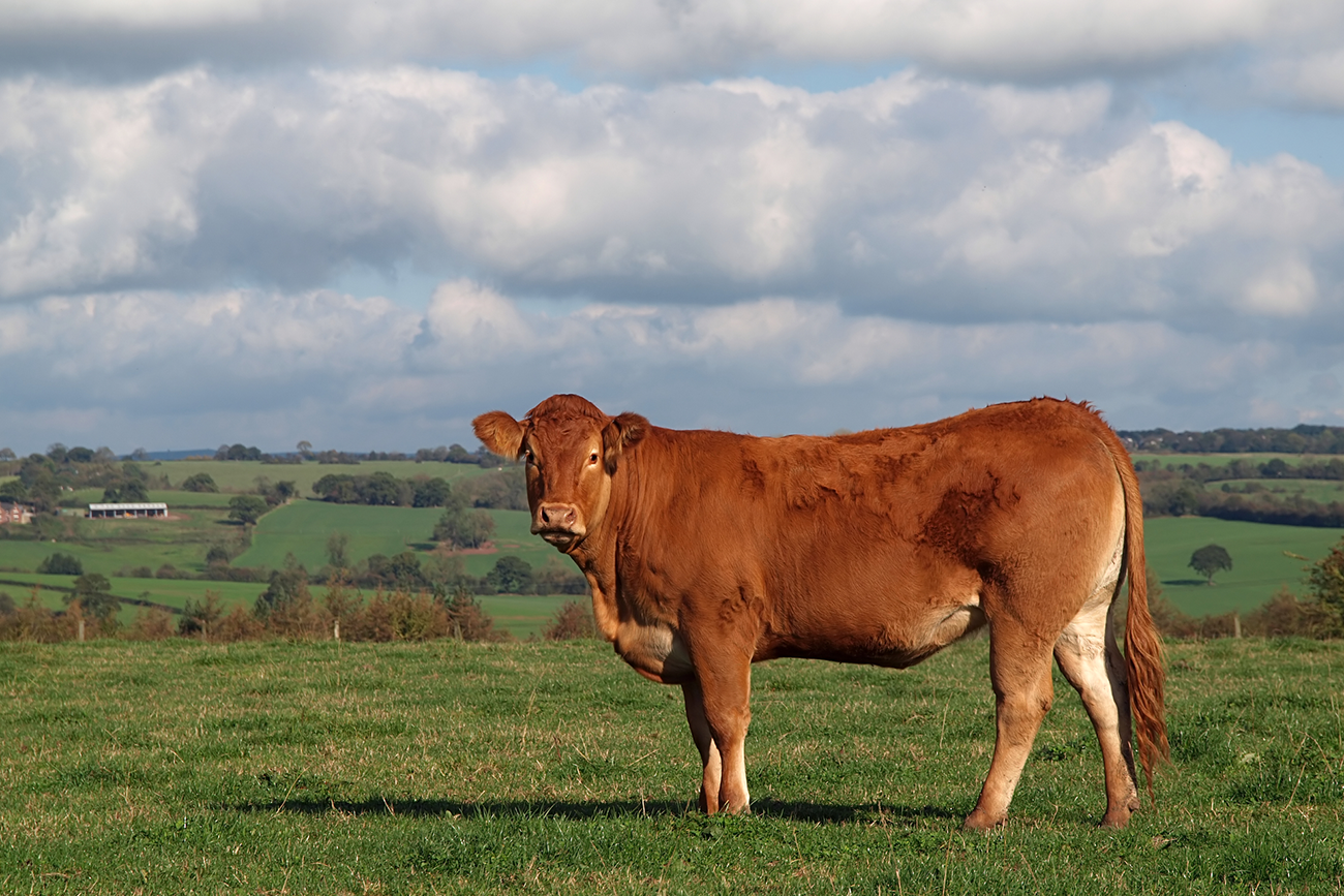 What is special about Guernsey Cows