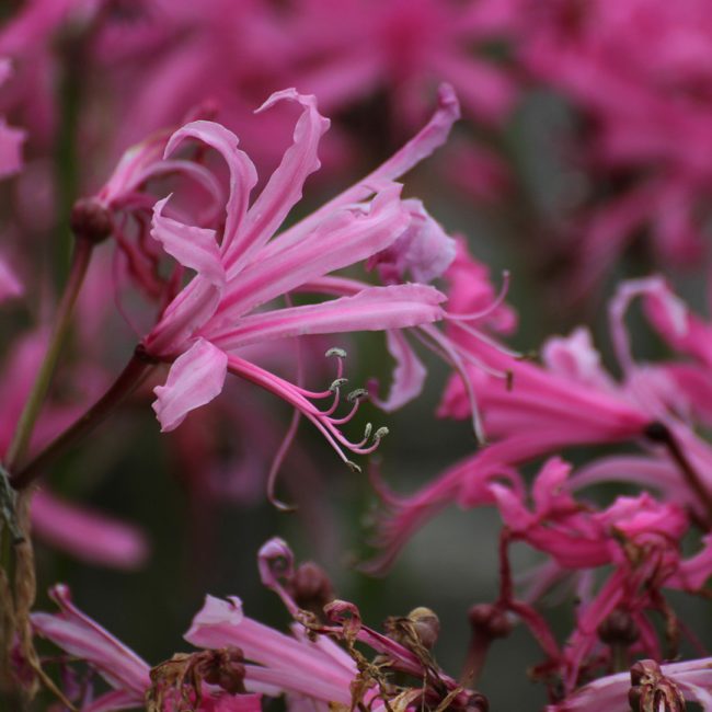 What flowers are grown in the Channel Islands