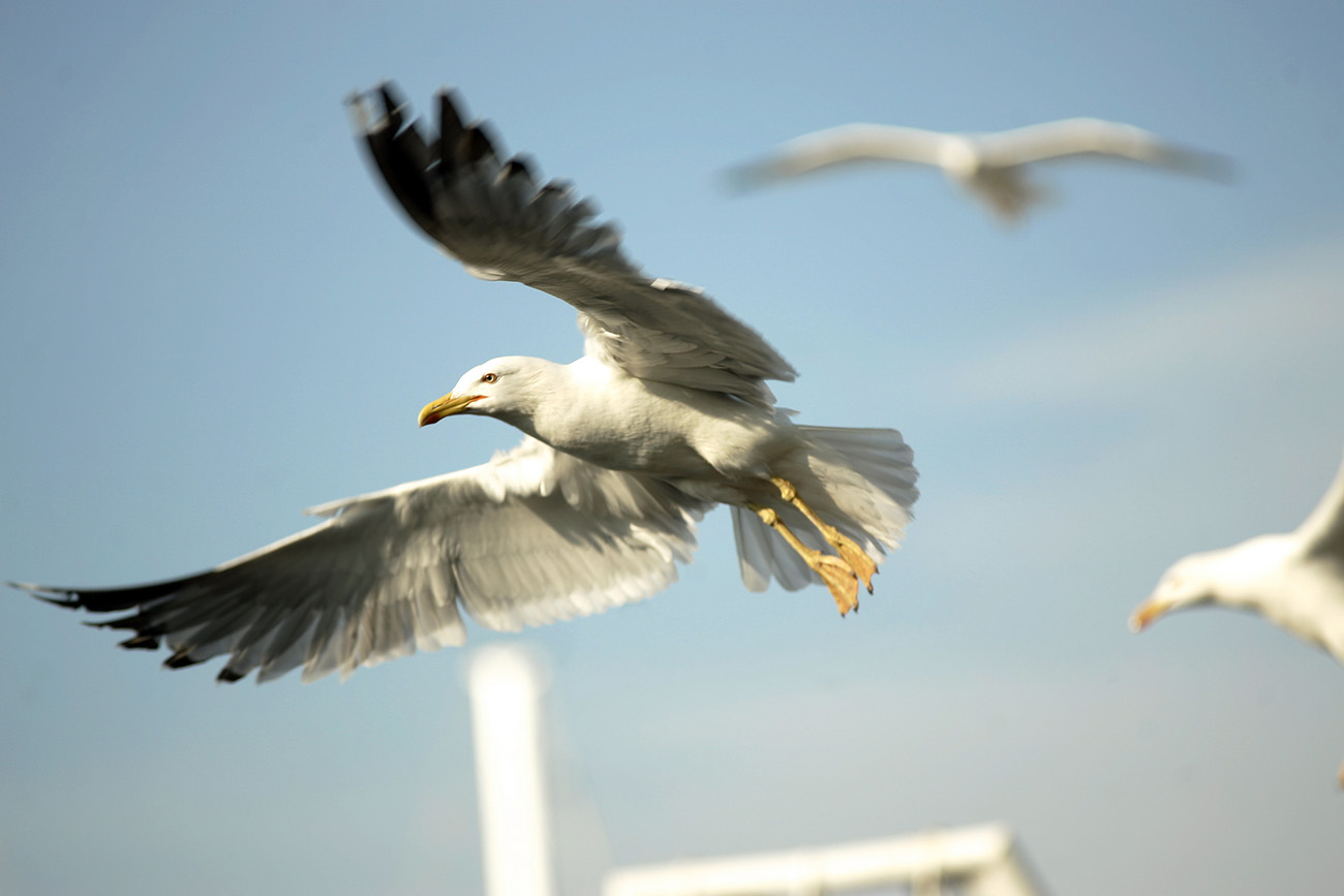 Seabirds at Alderney