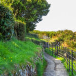 Ancient Forests of Guernsey- A Window into the Past