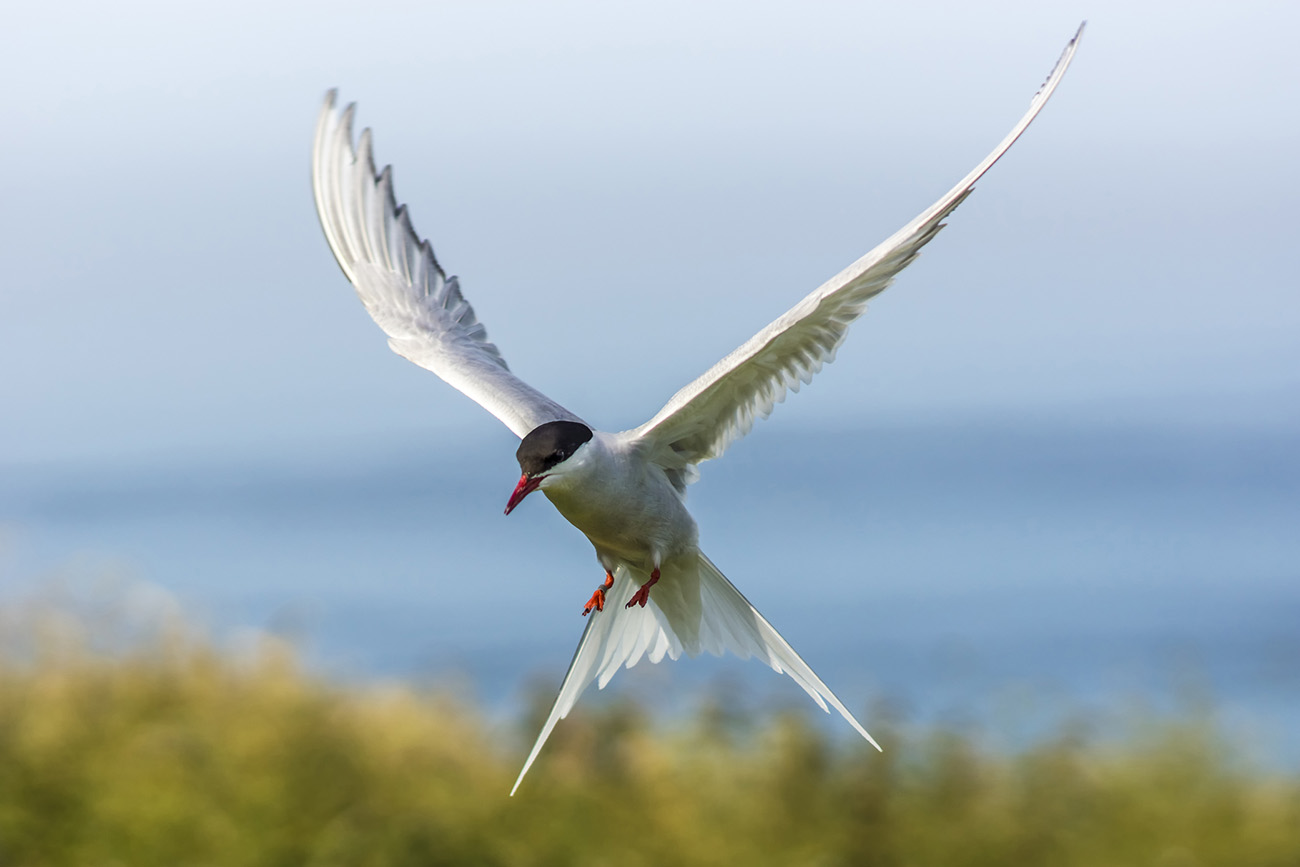 Arctic tern