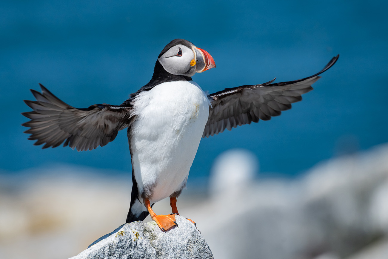 Atlantic puffin