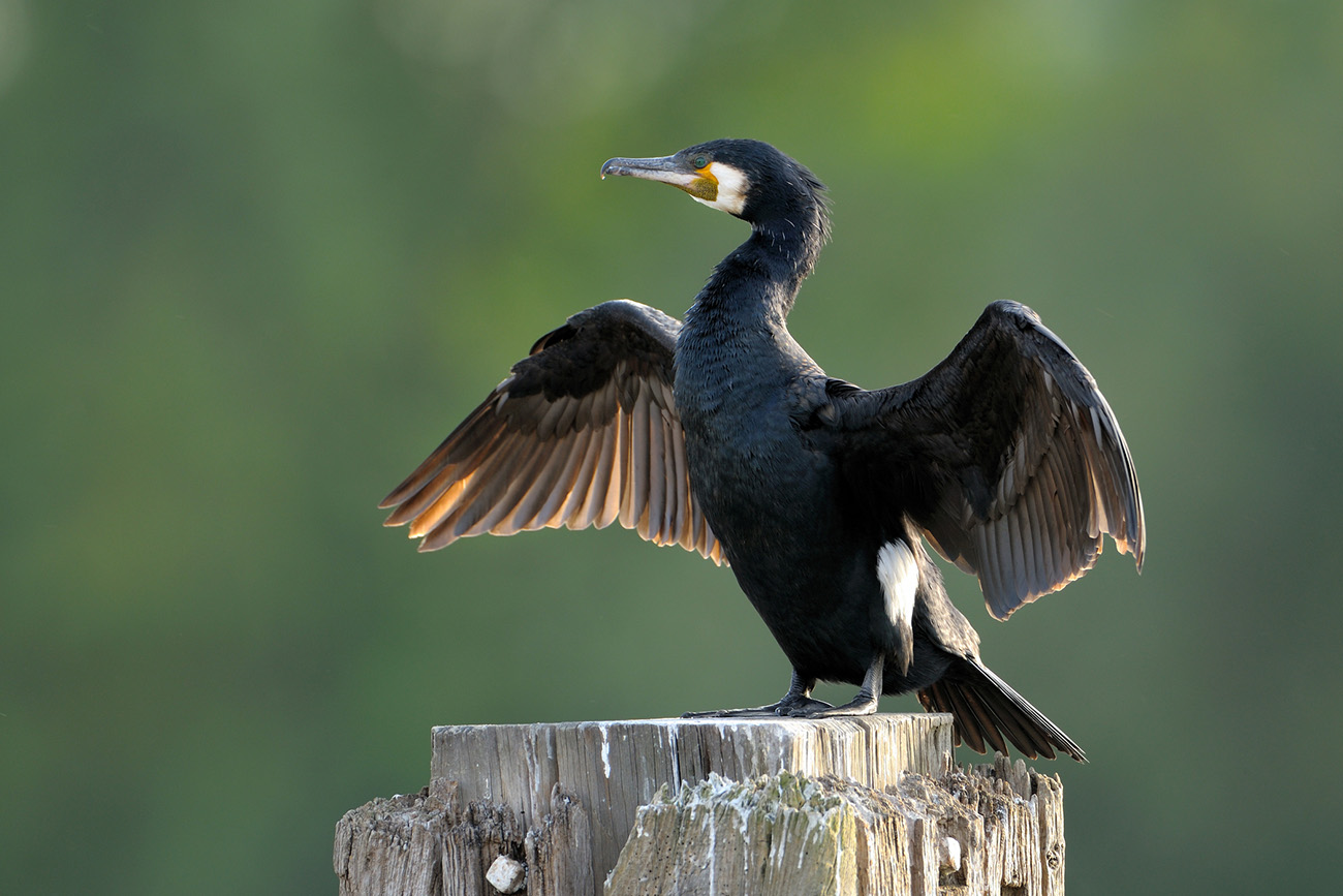 Cormorant (Phalacrocorax carbo)