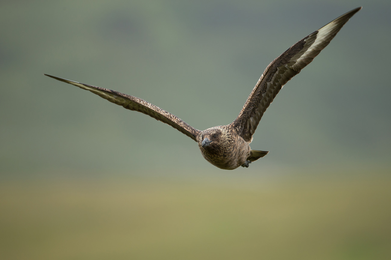 Great skuas (Stercorarius Skua)