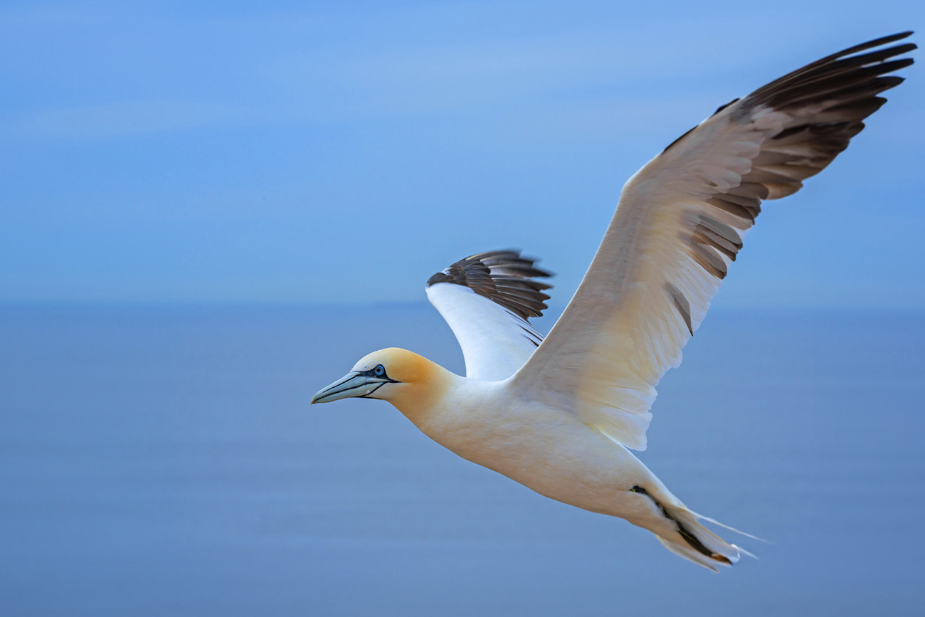 Northern gannet