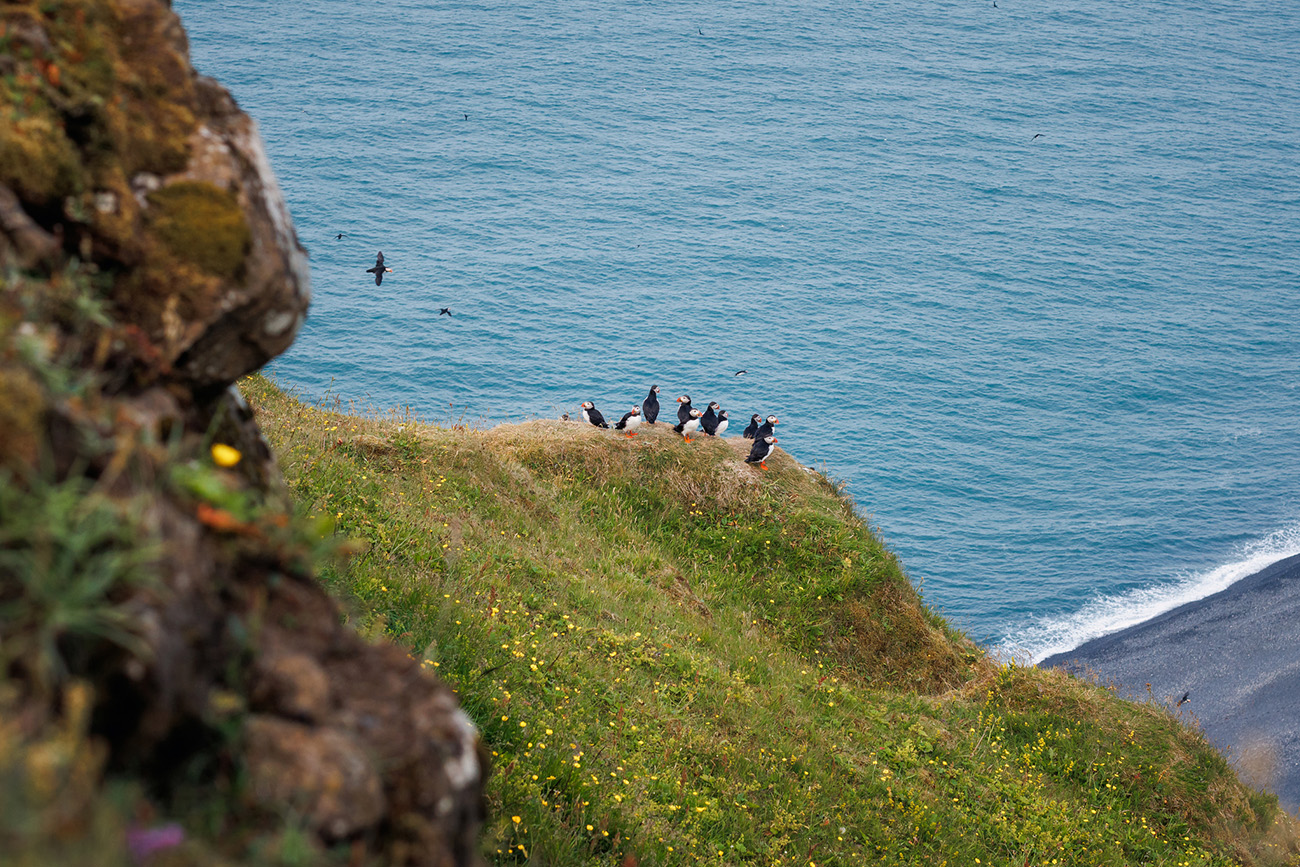 Puffin colony