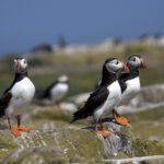 The diverse species of seabirds found on the Channel Islands