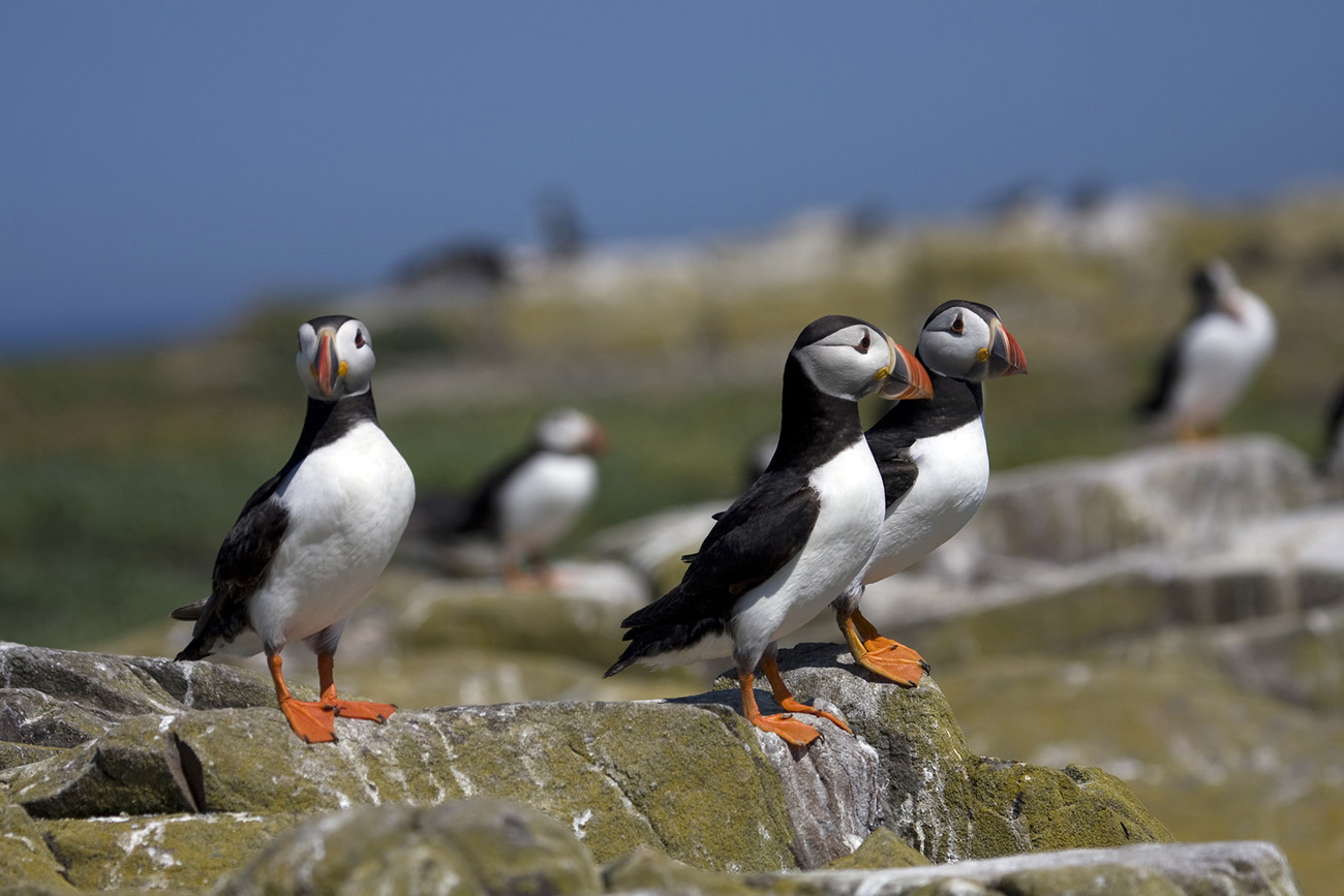 The diverse species of seabirds found on the Channel Islands