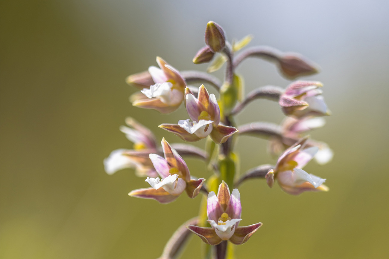 Dune Helleborine