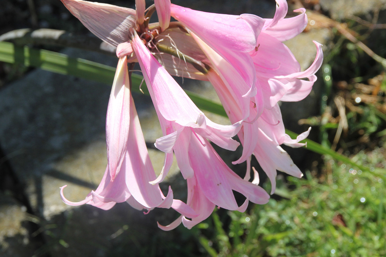 Rare Flora Unique To The Channel Islands