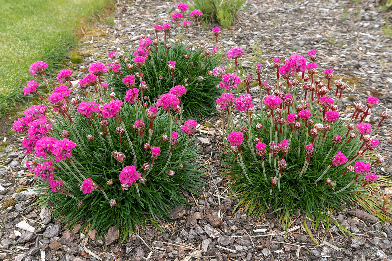 Sea Thrift