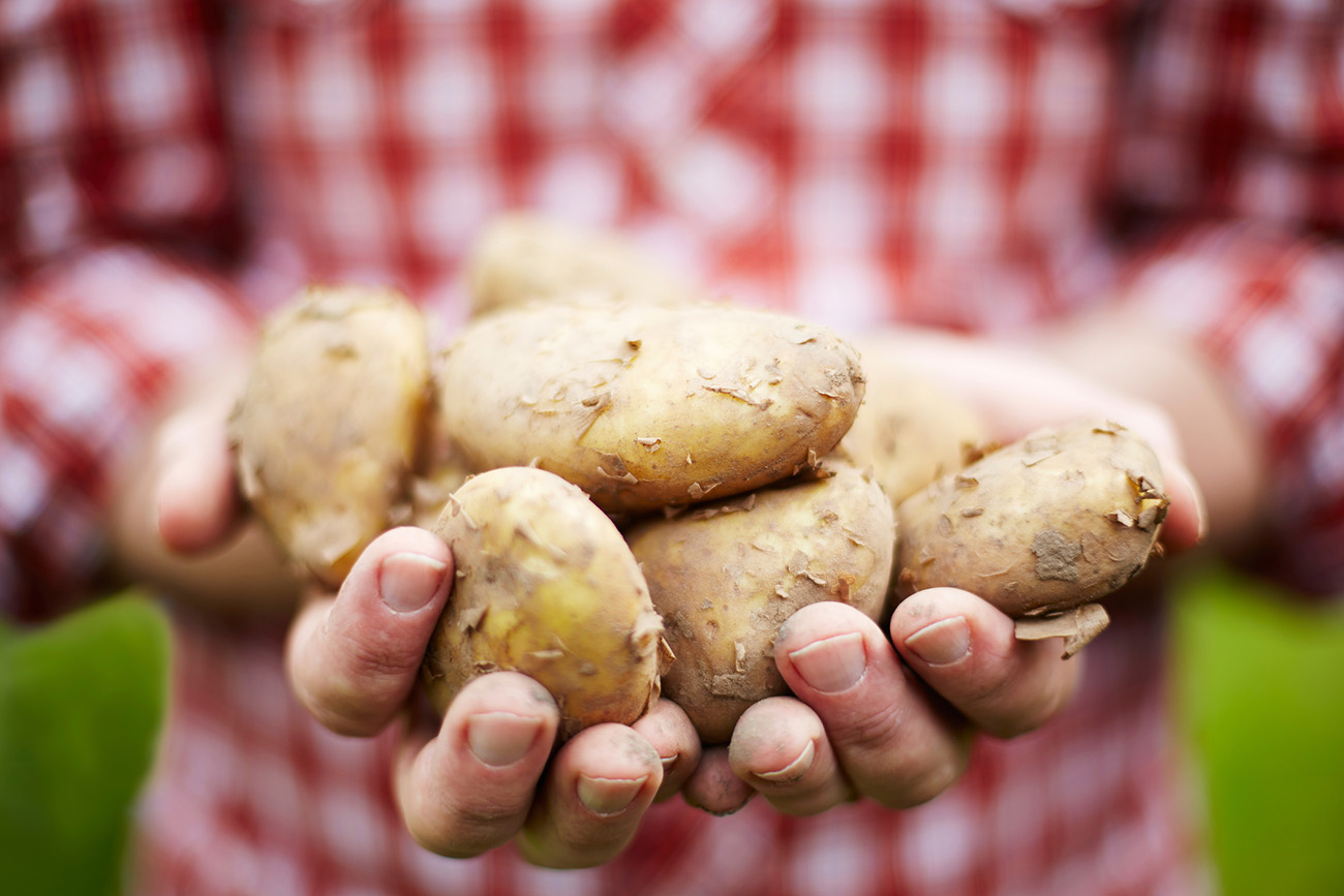 Jersey potatoes